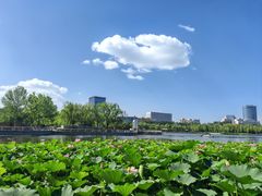 -莲花池公园