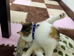 -三花喵·撸猫购宠·宠物生活馆(虹桥南丰城店)