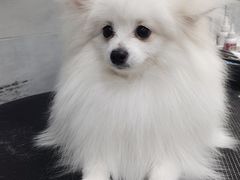 -宠福鑫康馨动物医院·骨科·眼科