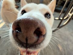 -柴犬高等学院·狗咖·柴犬售卖·宠物训练