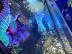 -合肥海洋世界
