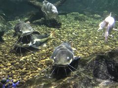 -暹罗海洋世界