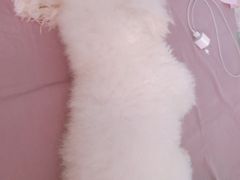 -派联宠物医院·24h·CT·异宠