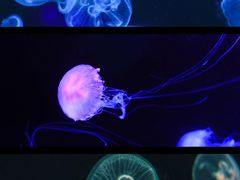 -太平洋海底世界