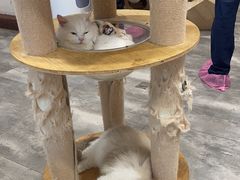 -楼上猫咖(罗湖店)