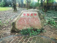 -瑞丽独树成林风景区