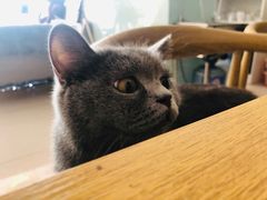 -平行世界·猫咖(首经贸店)