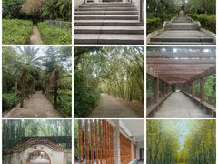 -广东茂名森林公园