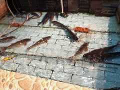 -鱼窝棚柴火铁锅炖(富山屯店)