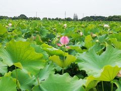 -嘉北郊野公园