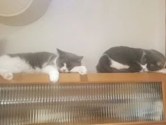 -是阿柴呀！柴犬咖啡·爱喵喵猫咖