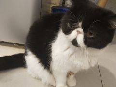 -平行世界·猫咖(首经贸店)