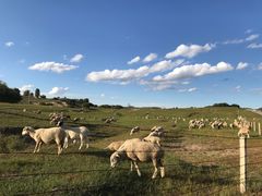 -塞罕坝国家级自然保护区