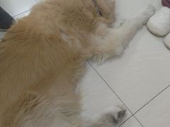 -美联众合动物医院·24h京西诊疗中心