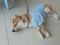 -怪兽屋·羊驼·猫咖·狗咖(俊华广场店)