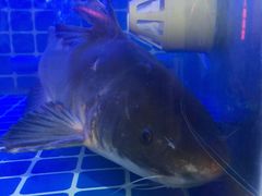 -蛙一刀·麻椒鱼火锅(金仙桥店)