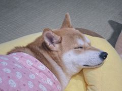 -逗柴咖啡屋·狗咖猫咖宠物桌游