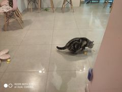 -三花喵·撸猫购宠·宠物生活馆(虹桥南丰城店)