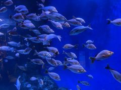 -成都浩海立方海洋公园