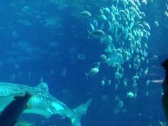 -广东省拱北口岸中国旅行社(华宾营业部)