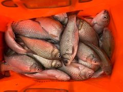 -天目湖刘老四农庄