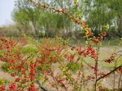 -大兴滨河森林公园