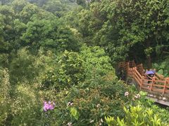 -广州市帽峰山景区