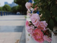 -天鹅湖体育公园