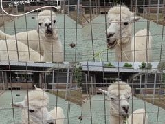 -迪茵湖田家舍生态农场