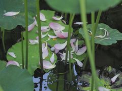 -陈家山荷花公园