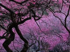 -杭州植物园