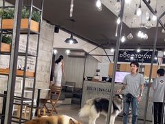 -Dog in Town Ekkamai