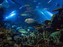 -芜湖新华联大白鲸海洋公园