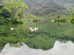 -靖西鹅泉风景区