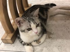 -飞行喵MR PILOT|猫舍·猫咖(静安大融城店)