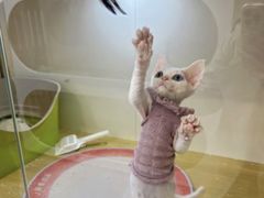 -青奢宠物·青奢猫舍