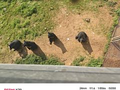 -合肥野生动物园
