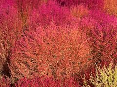 -天津东丽湖风景区