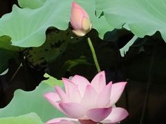 -荔湾湖公园