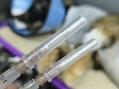 -米苏动物医院·犬猫专科·骨科外科内窥镜
