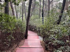 -铁山坪森林公园