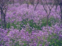 -苏家坨柳林村二月兰花海