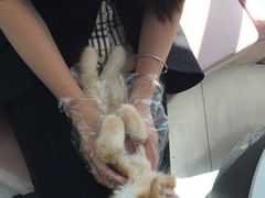 -喵百万·布偶·蓝金金渐层英短·猫舍(百子湾店)