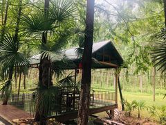 -合肥滨湖国家森林公园