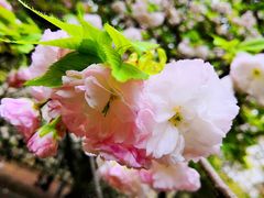 -武汉大学-樱园