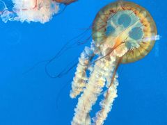 -太平洋海底世界