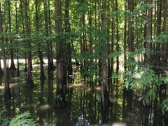 -桤木河湿地公园