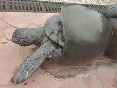 -广东惠东海龟国家级自然保护区