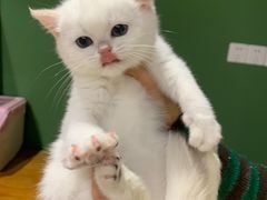 -东方名猫馆·英短金渐层布偶猫舍(环线广场1号楼店)