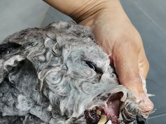 -宠福鑫康馨动物医院·骨科·眼科